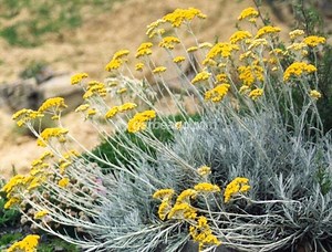 Hélichryse ou immortelle (Helichrysum)