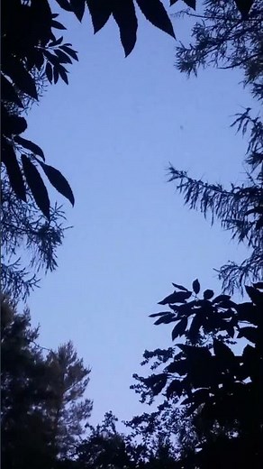 Pipistrelle Bats (BAT DETECTOR SOUNDS)