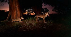 Thylacine: comment le "tigre de Tasmanie" a été traqué jusqu'à l'extinction