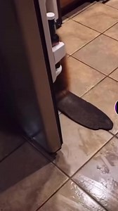 9.4K views · 436 reactions | apple connoisseur  | animals eating fruit | Facebook