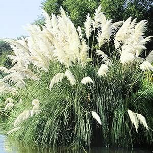 Pack 2 Grass Plants Live for Growing, Ornamental Grasses Live Plants Perennial 5-9 Inch Tall (White Pampas Grass Plants)