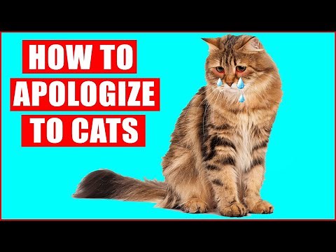 How to Apologize to a Cat