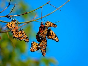 Monarch butterfly migration is simply magical