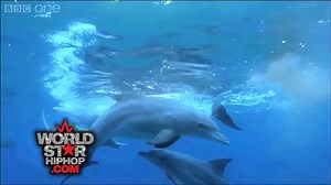 Dolphins Really Out Here Getting High Off Pufferfish Like It's A Whole Underwater Smoke Session