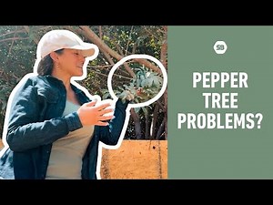 How to Identify + Manage Brazilian & Peruvian Pepper Trees in Your Yard
