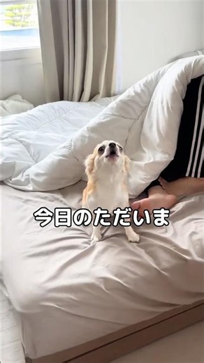 Maido-kun, a floppy-eared Chihuahua, gets so excited when his owner comes home that he goes into ...