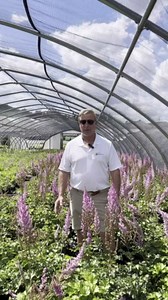 Perennial Farm Marketplace Astilbe c. 'Vision in Pink' (False Spirea) Perennial, Size-#1 Container, Blush Plumes