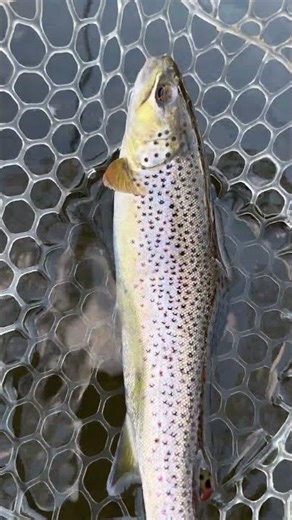 Clean Brown Trout on a Klinkhammer Midge | Fall Fly Fishing Dry Fly Action