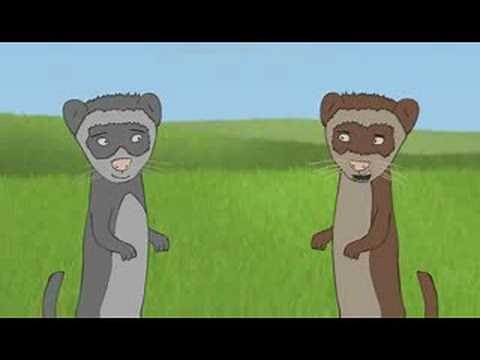 Ferrets - Makes Me Smile