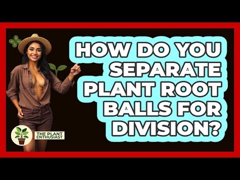 How Do You Separate Plant Root Balls For Division?