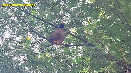 Amazing Myna Bird Video Song | The Talking Bird of Nature