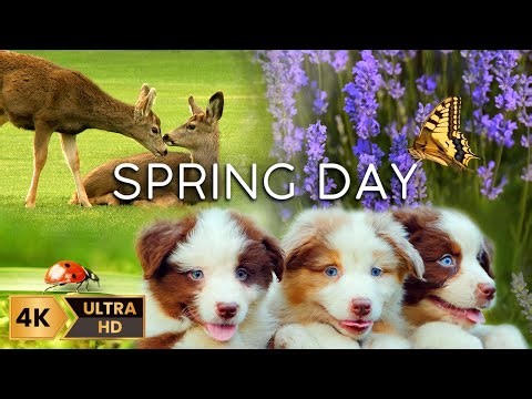 Spring Ambience Morning – Beautiful 4K Nature Film with Relaxing Instrumental Music – 12 Hours