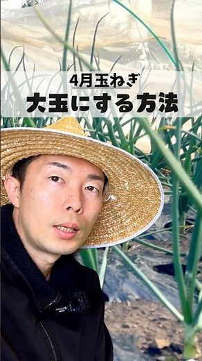 4月小さい玉ねぎを大きくするための方法 #家庭菜園 #農業 #玉ねぎ