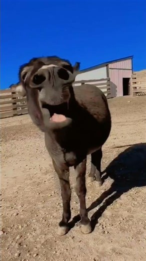 The crazy smiling face animal: #Donkeys
