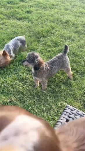 9.5K views · 1K reactions | Ooh you are a sassy little Poodle girl! This is Bambino, supposedly sold at auction pregnant, wrong, she came into heat the next day. In a few weeks she will be spayed and ready for her new life outside of a mill. dogranchrescue.com | Lone Star Dog Ranch & Dog Ranch Rescue | Facebook