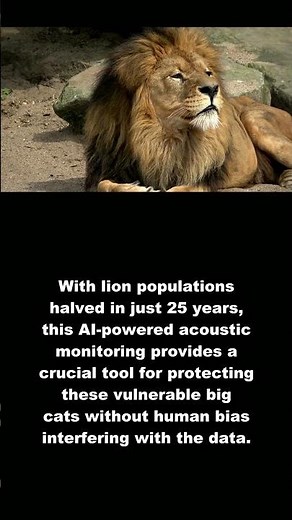 African Lion: Lions Use Two Different Roar Types! #Shorts #animals