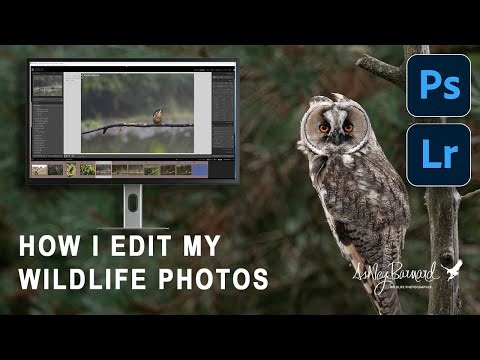 How I edit my wildlife photos