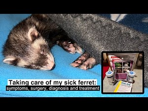 Taking care of my sick ferret: symptoms, surgery, diagnosis and treatment