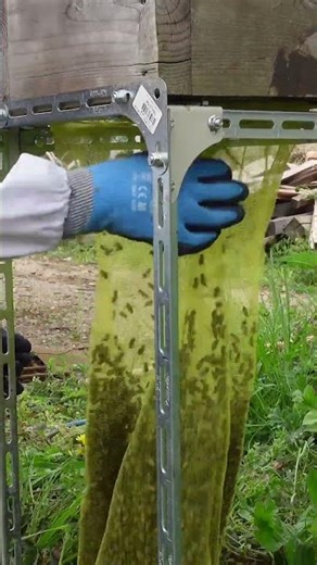 Capturing a Swarm of Japanese Honeybees High Up in the Trees