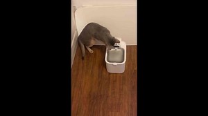Cat splashes water from automatic dispenser in Shanghai, China