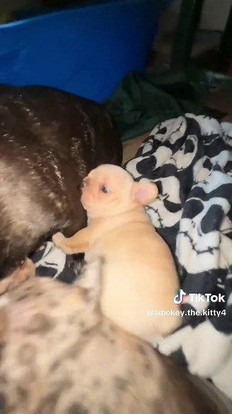 Pibble Throwback Cute Puppy and Cat Moments