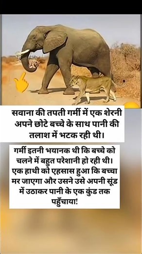 Elephant turns angel! Saving the life of a thirsty lion cub by carrying it in its trunk #viral#news