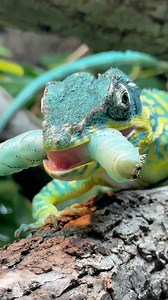 Feeding Rango a juicy blue hornworm caterpillar 🐛! Blue Beauty Anoles (Anolis equestris potior) • #reptiliatus #lizard #pet #reptile #animallovers #pets #petsofinstagram #anole #anolis #anolisequestrispotior #bluebeautyanole #lizardsofinstagram #reels #viral #instagram #reptilesofinstagram #reptiles #animals #animal #lizardsofinstagram #terrarium | Reptiliatus