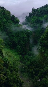 Forest, Trees, Jungle. Free Stock Video