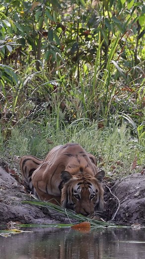 663K views · 10K reactions | Bardiya National Park #sandmarc #naturelovers #wildlife #naturephotography #wildlifephotography #fypシ゚viralシfypシ゚Nepal Tourism Board WWF Nepal National Trust for Nature Conservation (NTNC), Nepal SANDMARC 100M Followers | Chungba Sherpa Wildlife | Facebook