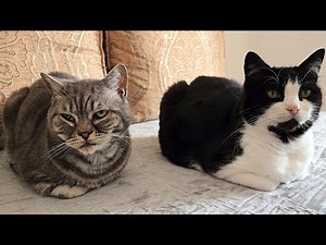 Double Cat Loaf