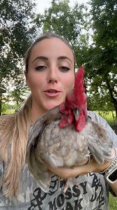 79K views · 4.6K reactions | Never ending rooster drama  I need a bigger rooster coop, STAT 﫩 | Gulf Coast Cluckers | Facebook