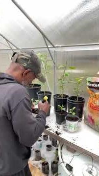 POTTING MEYER LEMON PLANTS GROWN FROM SEED.#growfruits #growyourownfood