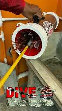 How to Hunt & Clean Lionfish Without Getting Stung, shooting, handling and cleaning! #lionfish