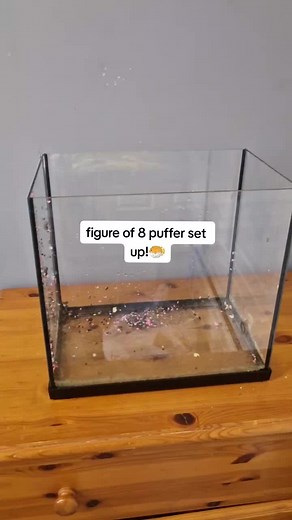 Tropical Tank Setup: Figure of 8 Puffer Step-by-Step Guide
