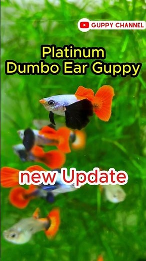 Premium Guppy Fish - Platinum Dumbo Ear Guppy Fish new update #guppyfishtank #aquarium #guppy