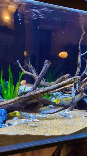 Malawi cichlid setup ♥️😄 #srilanka #malawicichlid