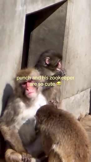 Adorable Monkey Moments with Zookeeper