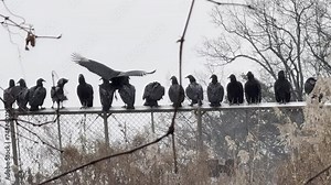 Large flock of Turkey vultures flying and perching on a chain link fence