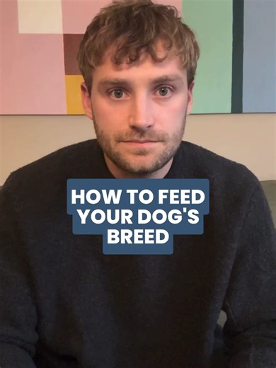 PART 15: Here's how you should be feeding your dog based on their breed. Comment below with your dog's breed and we'll aim to include them in the next video. Cam
