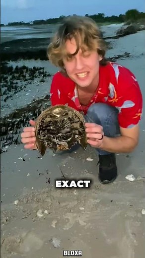 The truth about Horseshoe Crab Blood! 🤔