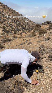 34K views · 1.3K reactions | Because seeing a rare cactus flower and not knowing what it smelled like is like not seeing it at all 朗 Yes, I’m obsessed. I know.  #cumulopuntia #cumulopuntiasphaerica #cactus #cactusflower #flower #bloom #chile #atacama #cactusysuculentas | East Coast Camanchaca | Facebook