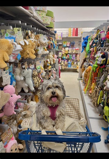 Happy birthday Cowgirl!!! 🐶🤠🤍 @Marshalls #dogsoftiktok #dogs #dogvideos #marshallshaul #shoppingvlog