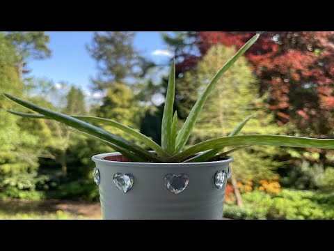 Aloë Vera verpotten en verzorgen, repotting and care Aloe Vera