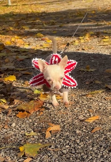 Demogorgon on the loose! 🐾👹 #StrangerThings #DogCostume #HalloweenDog #ViralDog #cutedog