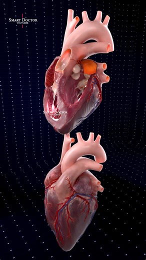 Inside the Beating Heart – 3D Medical Animation 🫀 . . The human heart is a vital organ that pumps blood throughout the body, supplying oxygen and nutrients while removing carbon dioxide and waste products. Here are some key points about the human heart: Anatomy: The heart has four chambers: two upper atria and two lower ventricles. The right side pumps deoxygenated blood to the lungs, while the left side pumps oxygenated blood to the rest of the body. Valves: There are four main valves (tricusp