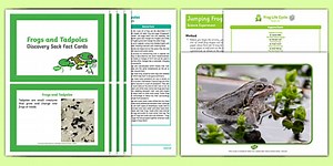 Life Cycle of a Frog Discovery Sack
