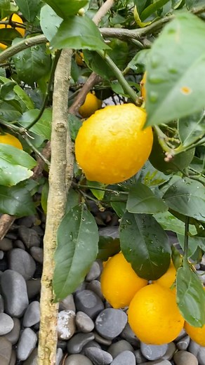 Our dwarf lemon tree🍋 provide lots of benefits, including vitamin C, antioxidants, and other nutrients. It is also good for the immune system, digestion, heart health and many other parts of the body💪🤗 #friendsfollowersviewer #lemontree #vitaminc #backyardlemon | Nellie Tuffin