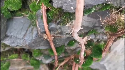 春天万物复苏，生机悄然而至|海洋与湿地·自然系列