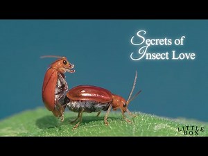 Secrets of Insect Love: Unveiling the Intriguing World of Mating Rituals