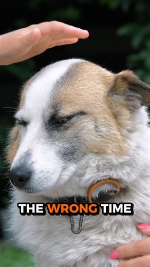 93K views · 1.1K reactions | Fear in dogs doesn’t just happen...